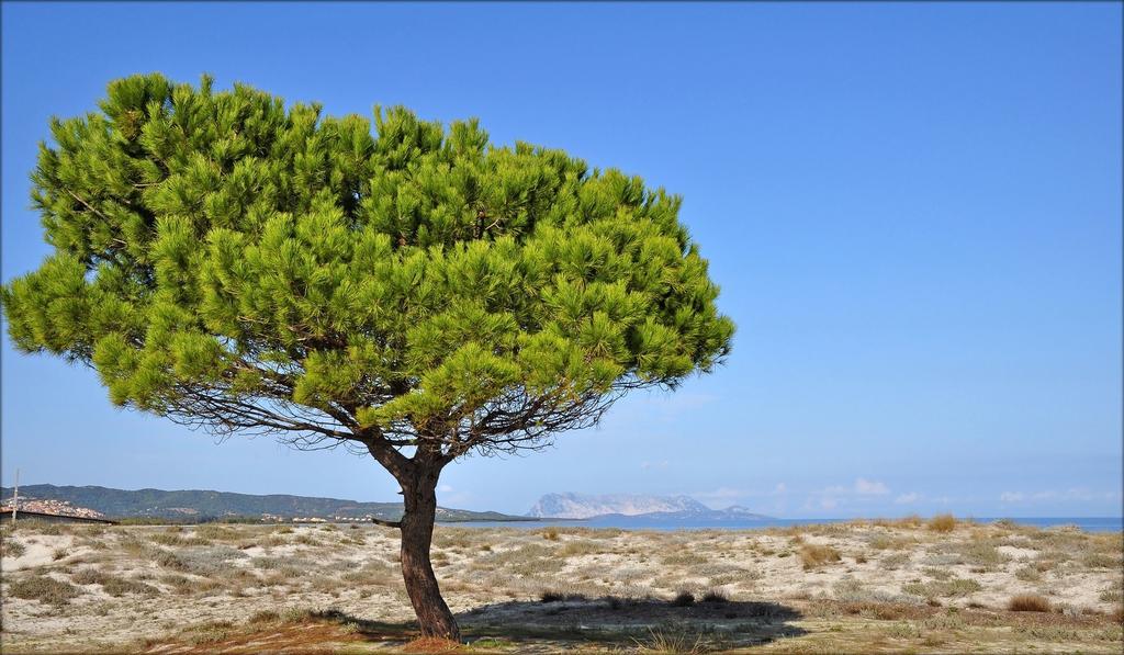 Appartamenti Le Magnolie Budoni Ngoại thất bức ảnh